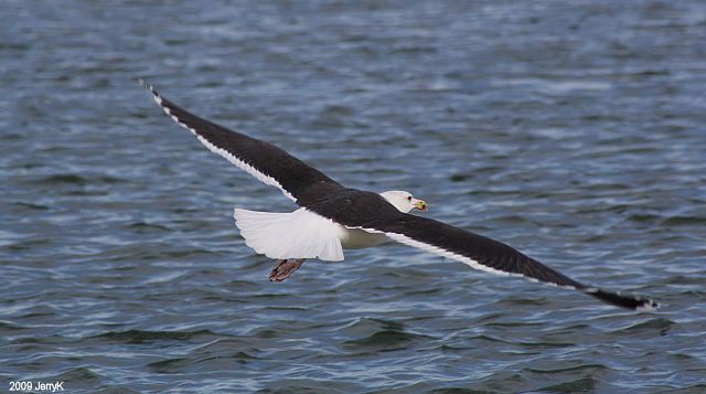 Great Black-backed Gull